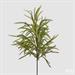 CRYPTOMERIA RAMO H.71 CM