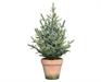 MINI ALBERO DI NATALE IN VASO 18X18X35 IN pe