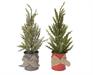 ALBERO MINI IN VASO 2 ASS
